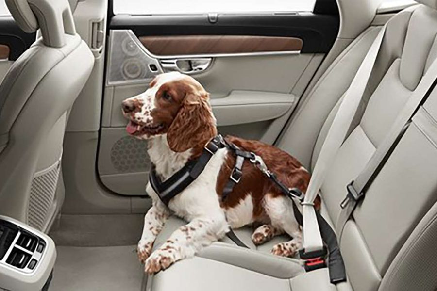 Pup my ride: The 10 best cars for dog owners, video